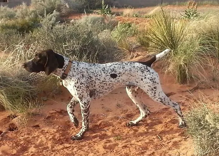 Holiday home Pet-friendly Modern Vacation With Vermilion Cliffs Views, Boat Parking & Fenced Yard Near Horseshoe Bend & Powell, Arizona